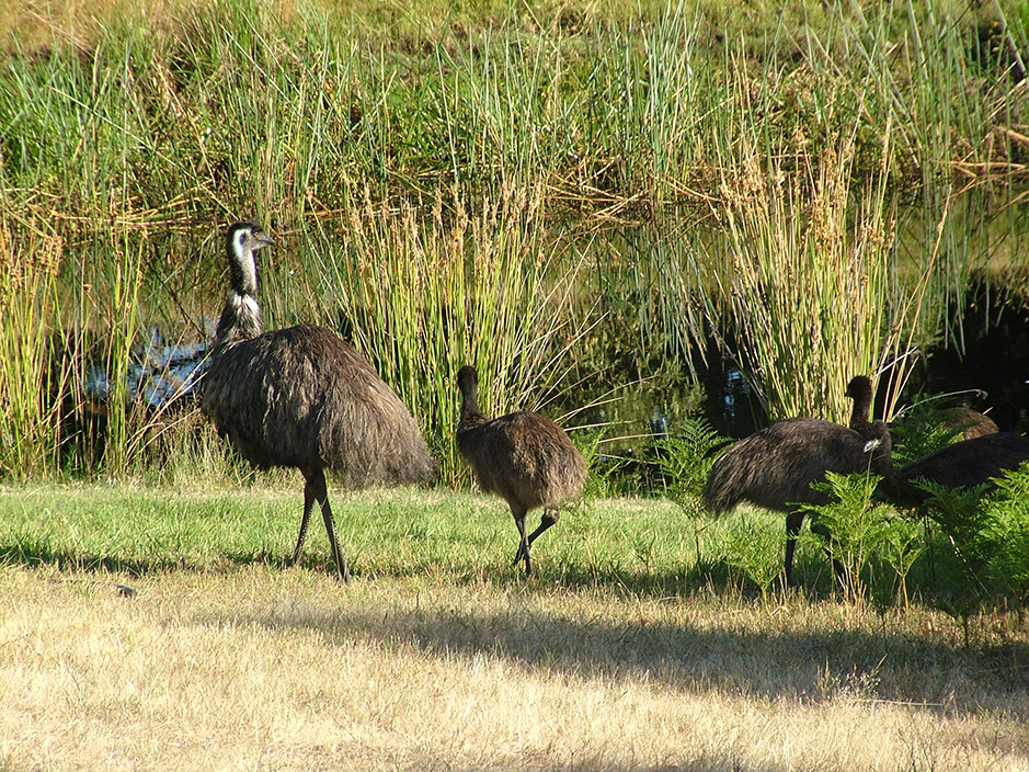 Emu dad with his teenage chicks at Grampians Paradise Camping and Caravan Parkland